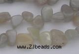 CCH625 15.5 inches 6*8mm - 10*14mm grey moonstone chips beads