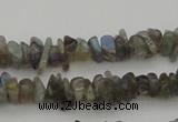 CCH645 15.5 inches 4*6mm - 5*8mm labradorite chips beads