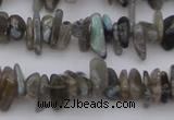 CCH646 15.5 inches 4*10mm - 6*14mm labradorite chips beads