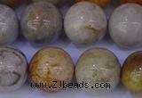 CFC205 15.5 inches 14mm round fossil coral beads wholesale