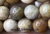 CFC322 15.5 inches 8mm round fossil coral beads wholesale