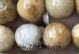 CFC324 15.5 inches 12mm round fossil coral beads wholesale