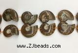 CMM10 15.5 inches 30*40mm - 35*45mm carved ammonite gemstone beads