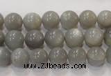 CMS305 15.5 inches 10mm round natural grey moonstone beads wholesale