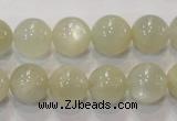 CMS314 15.5 inches 12mm round natural moonstone beads wholesale