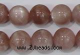 CMS756 15.5 inches 14mm round natural moonstone beads wholesale