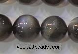 CMS861 15.5 inches 12mm round A grade natural black moonstone beads